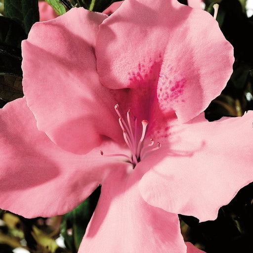 Autumn Debutante Encore Azalea (photo by Encore® Azalea)