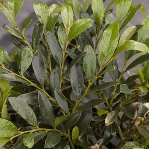 Distylium Vintage Jade