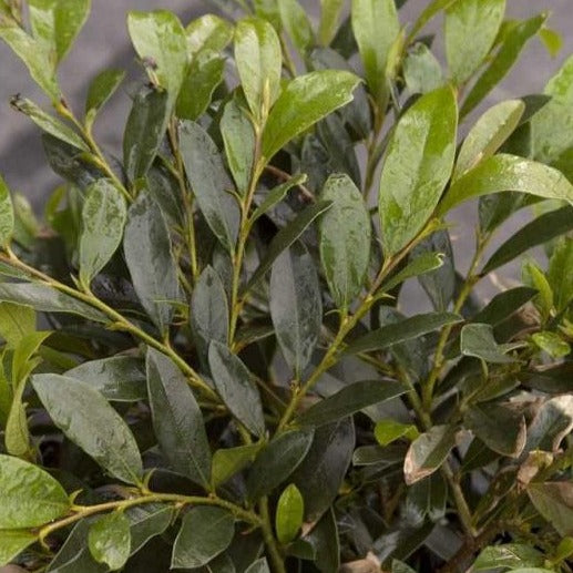 Distylium Vintage Jade