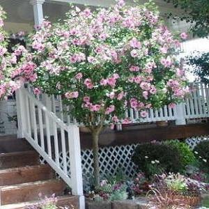 Double Pink Rose of Sharon Tree