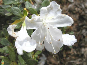 Delaware Valley White Azalea