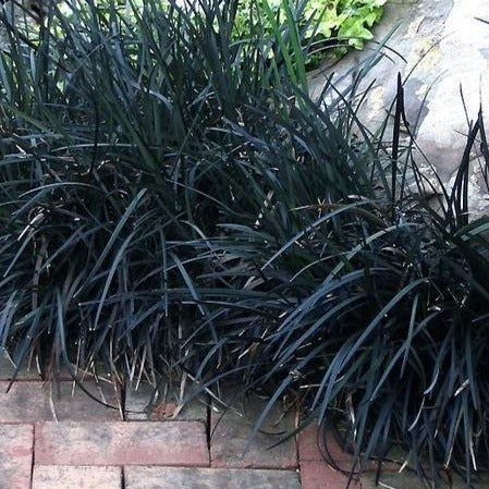 Black mondo grass deals