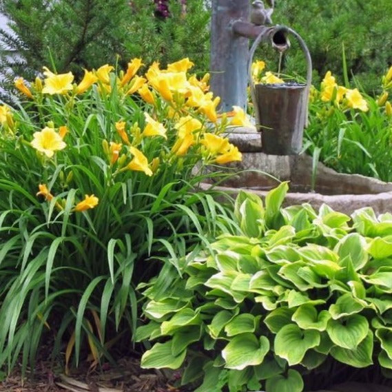 stella lily flower Stella de Oro Daylily | Rich Golden Yellow Flowers