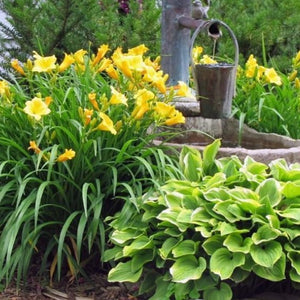 Stella de Oro Daylily