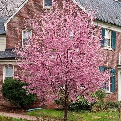 cherry blossom house plant Okame Cherry Tree