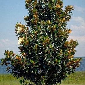 Little Gem Magnolia Tree