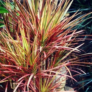dracaena marginata red princess Red Edged Dracaena | Dracaena House Plant