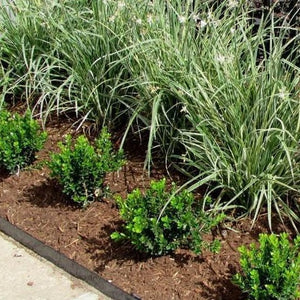 Baby Gem Boxwood for Sale