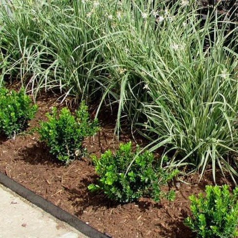 Baby Gem Boxwood for Sale