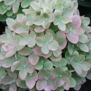 Little Lime Hydrangea