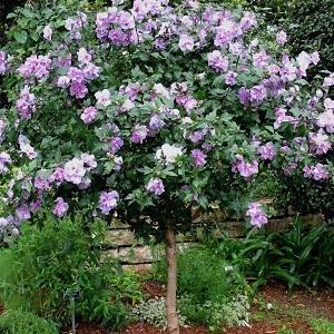 Double Purple Althea Hibiscus Tree