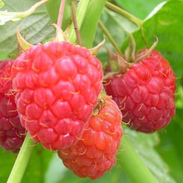 Heritage Everbearing Raspberry Plant