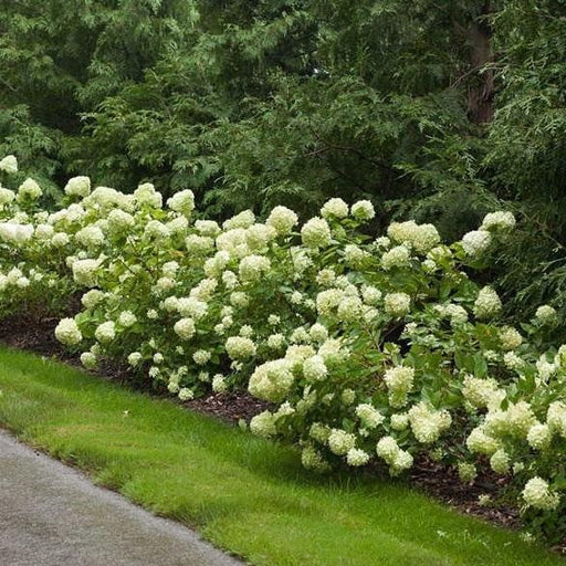 Little Lime Hydrangea