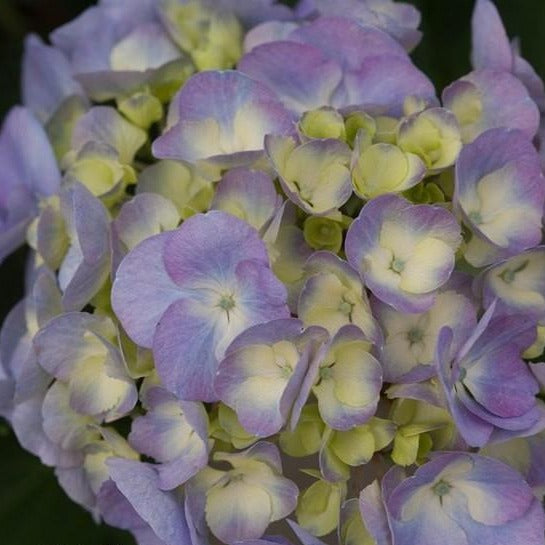 Cityline Berlin Bigleaf Hydrangea