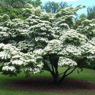 Image of Kousa dogwood tree in full bloom
