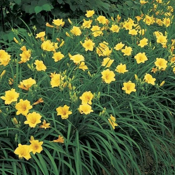 planting stella d'oro daylily seeds Stella de Oro Daylily | Rich Golden Yellow Flowers