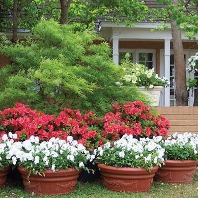planting azaleas in front of house Autumn Sunset Encore Azalea | Red-Orange Blooms