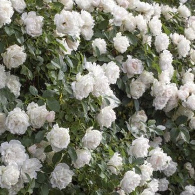 Icecap Rose Tree