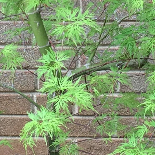 Weeping Japanese Maple