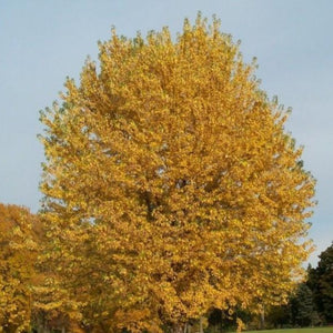 Silver Maple Tree