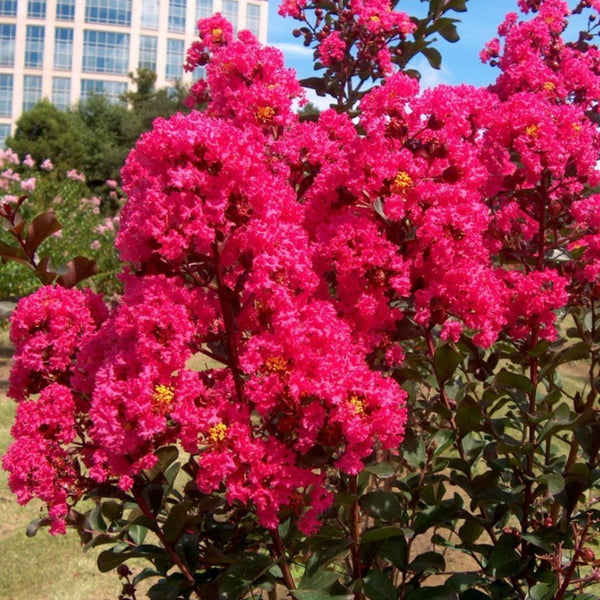 Pink Velour Crape Myrtle | Deep Pink Blooms - PlantingTree