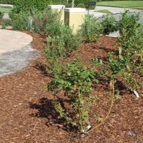 Climax Blueberry Bushes