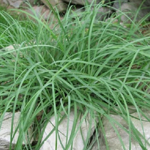 Carex Blue Zinger Sedge