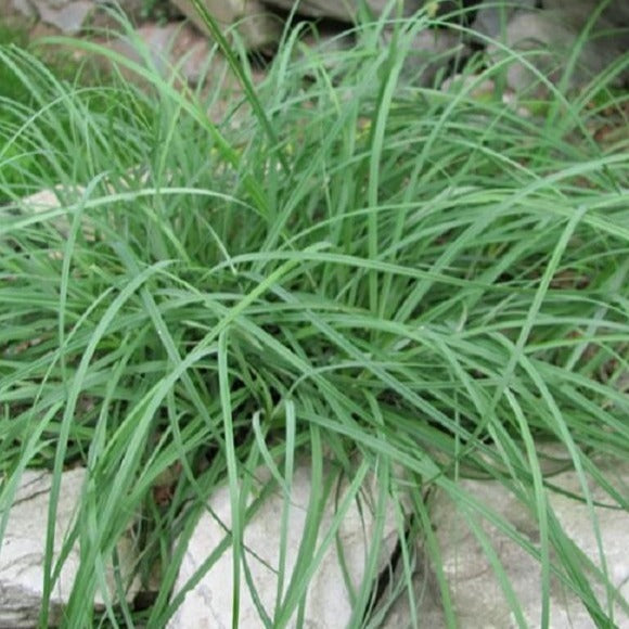 Carex Blue Zinger Sedge