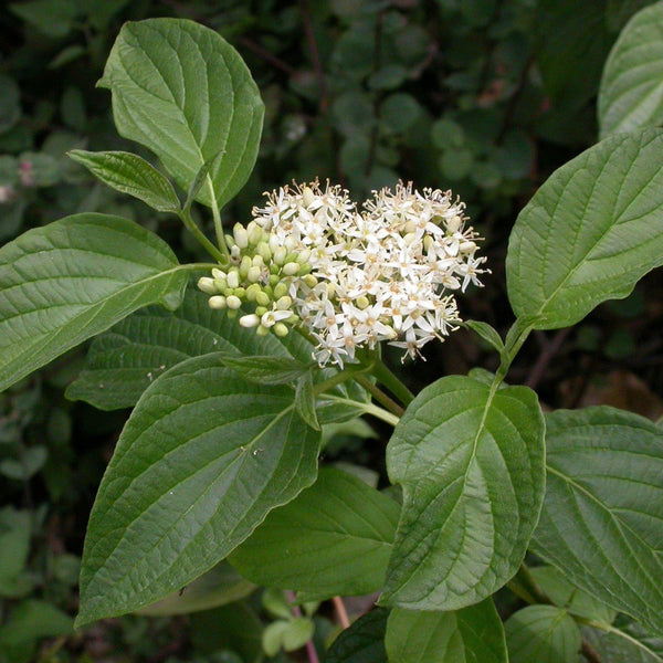 Variegated Red Twig Dogwood Companion Plants