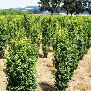 Graham Blandy Boxwood