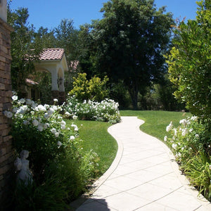 White Knockout Rose Bush
