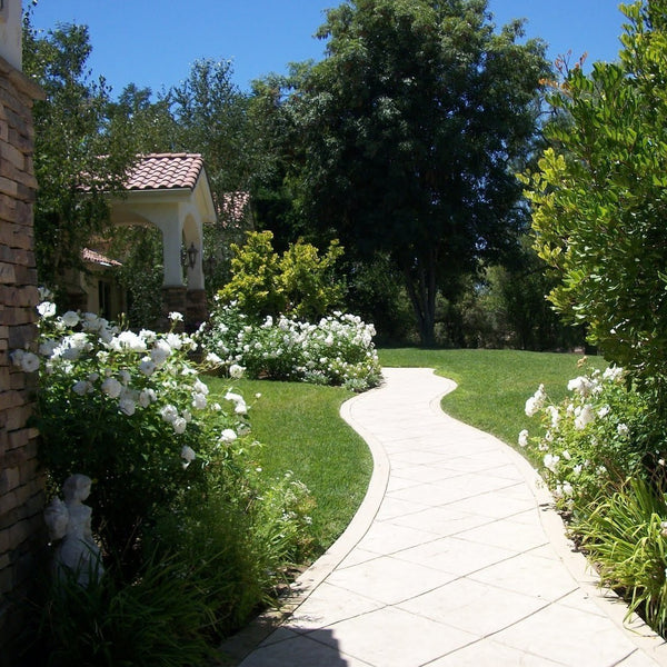 White Knockout Rose Bush