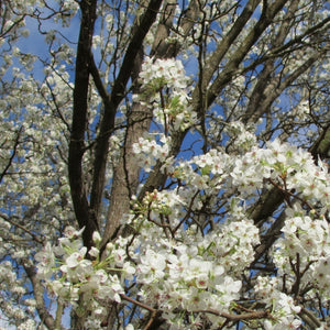 Bartlett Pear Tree flowering