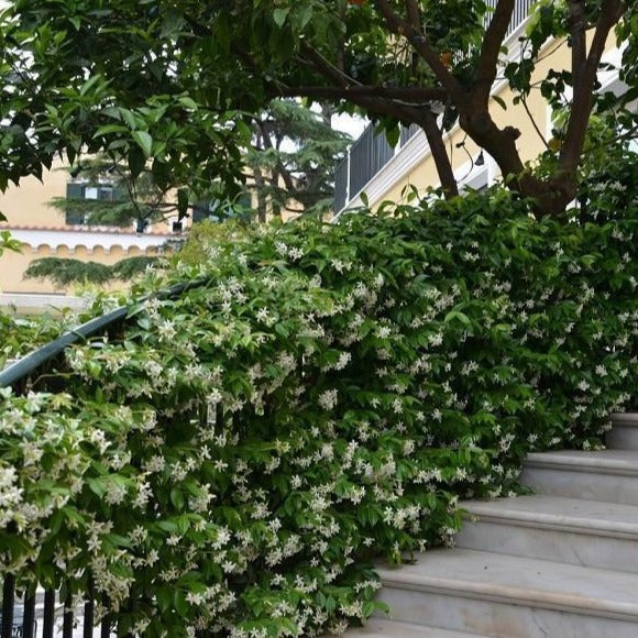 white jasmine house plant - 1 Gallon