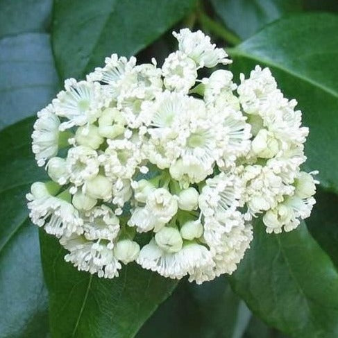 Barbara Ann Climbing Hydrangea Vine