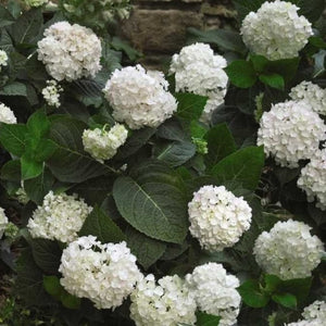 Blushing Bride Hydrangea