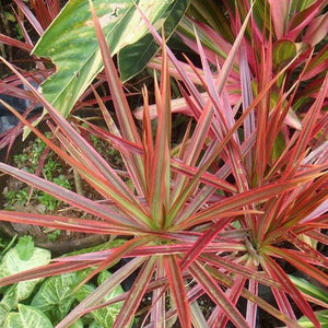dracaena red and green Red Edged Dracaena | Dracaena House Plant