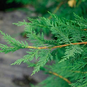 Leyland Cypress Foliage