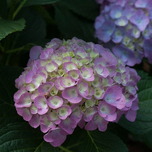 Cityline Berlin Bigleaf Hydrangea