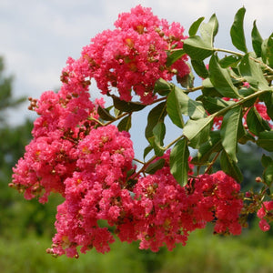 Tuscarora Crape Myrtle