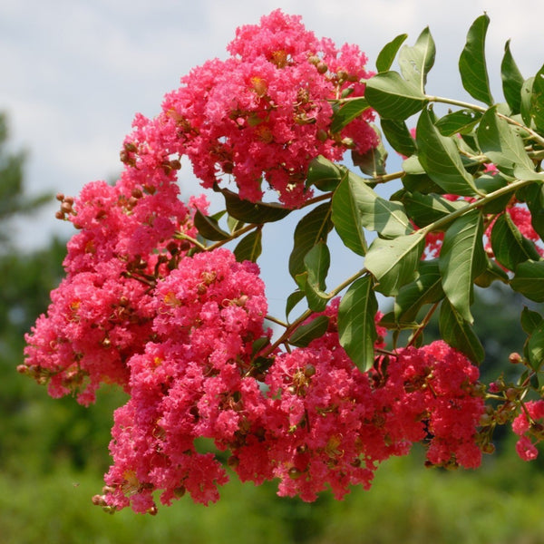 Tuscarora Crape Myrtle - 3-4 Feet