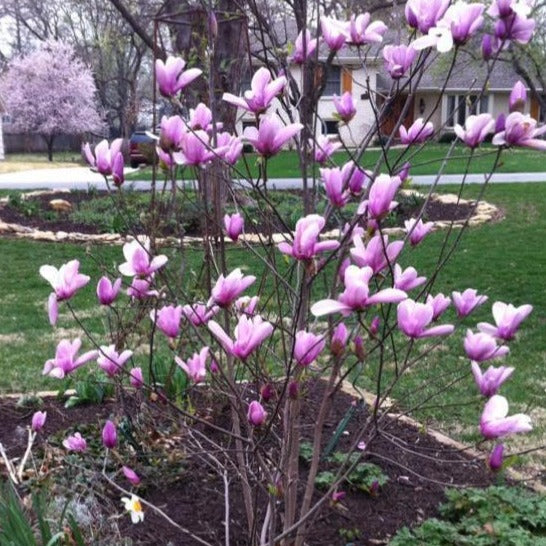 Jane Magnolia | Jane Magnolia Tree for Sale - PlantingTree