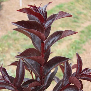 Moonlight Magic Crape Myrtle