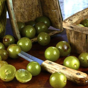 Scuppernong Grape Vine