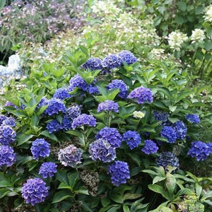 Cityline Venice Hydrangea