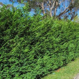Leyland Cypress