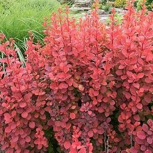Orange Rocket Barberry