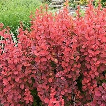Orange Rocket Barberry