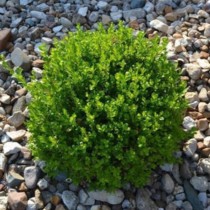 Winter Gem Boxwood