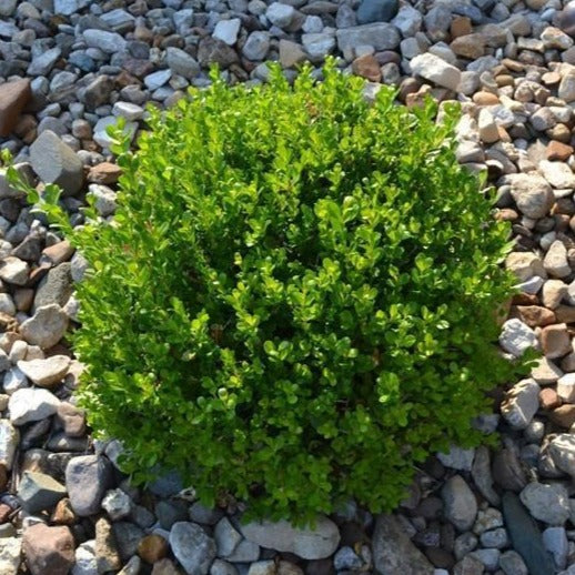 Winter Gem Boxwood